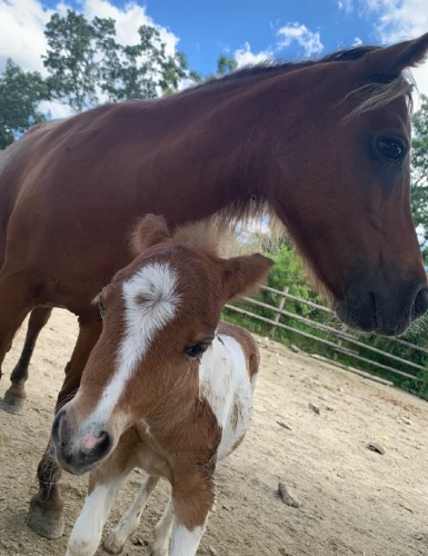 ミニチュアホース